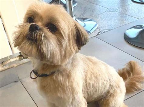 shih tzu bege